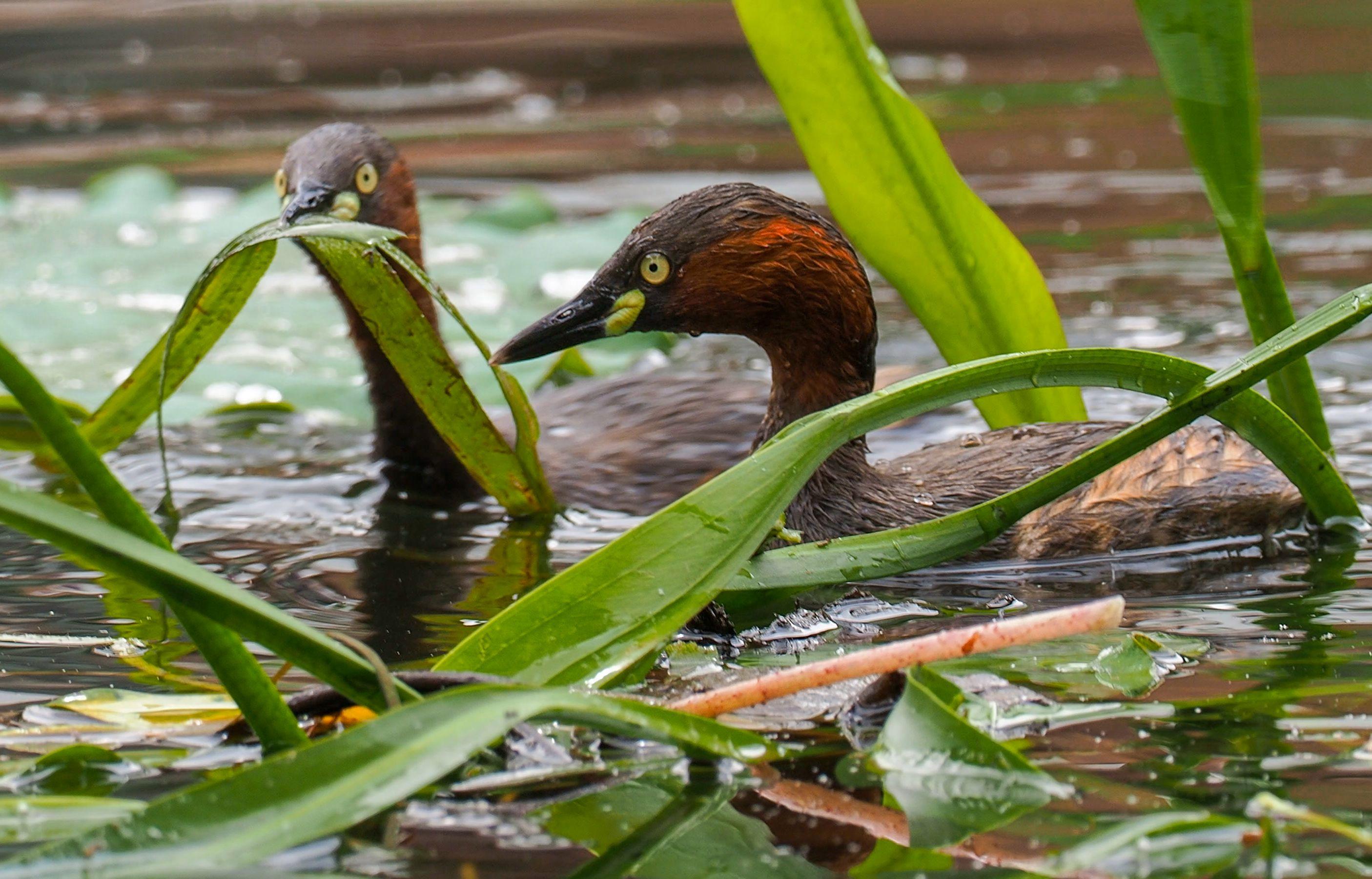 英雄联盟2025总决赛-绍字取名寓意